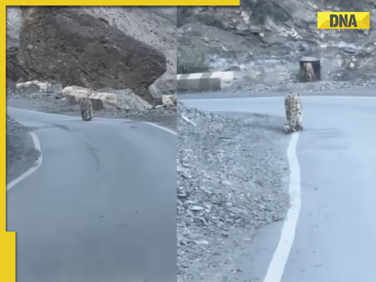 Viral video: Rare snow leopard strolling in Spiti Valley caught on camera, excited netizens say, 'ghost of the mountain on road...'