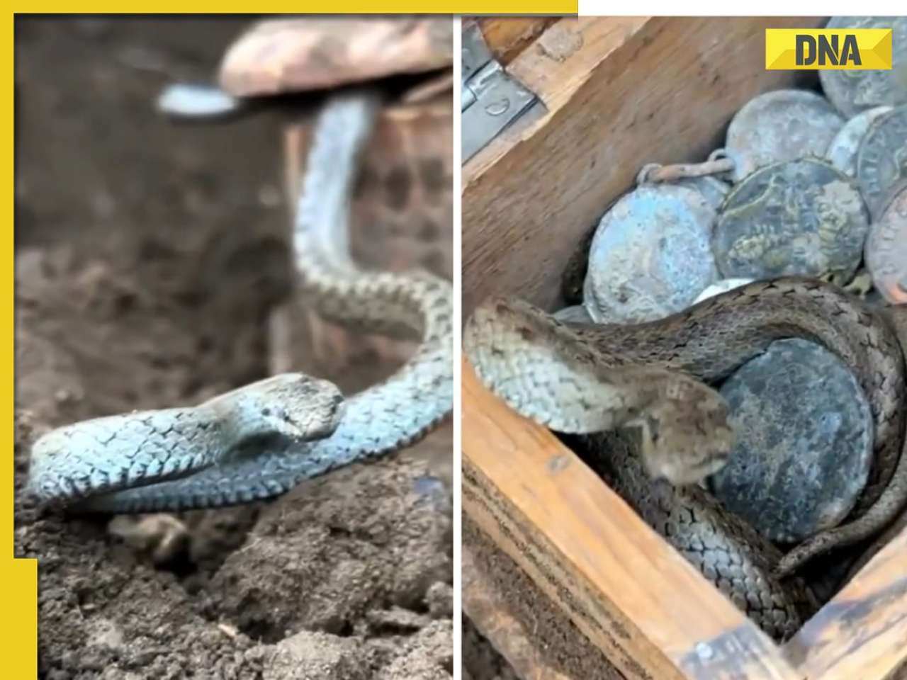 Viral video: Snake guards buried box; what’s inside will surprise you