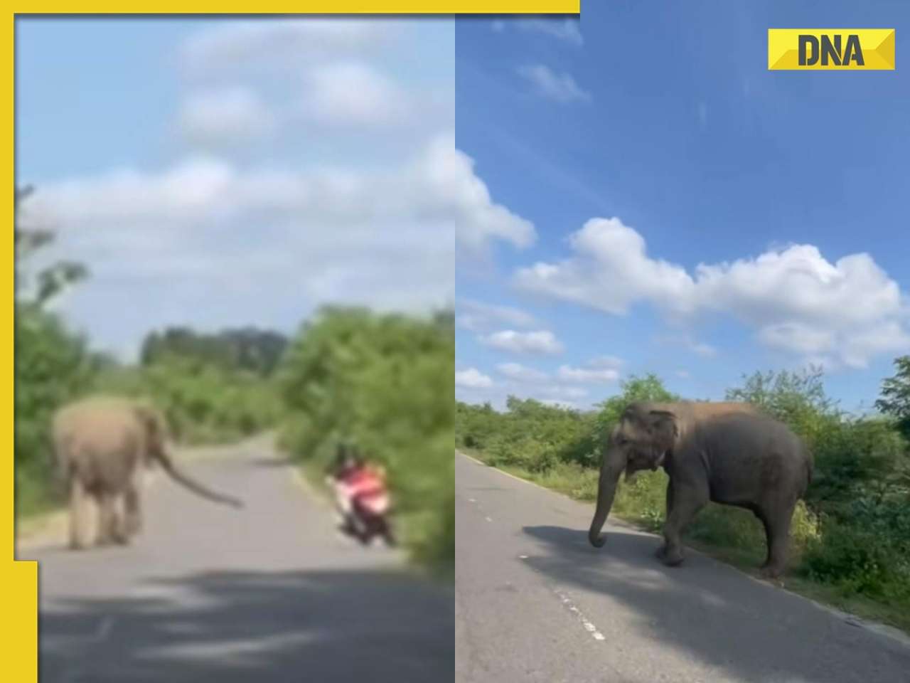 Viral video shows man's heart-stopping encounter with wild elephant in UP forest, netizens ask to 'be careful', watch