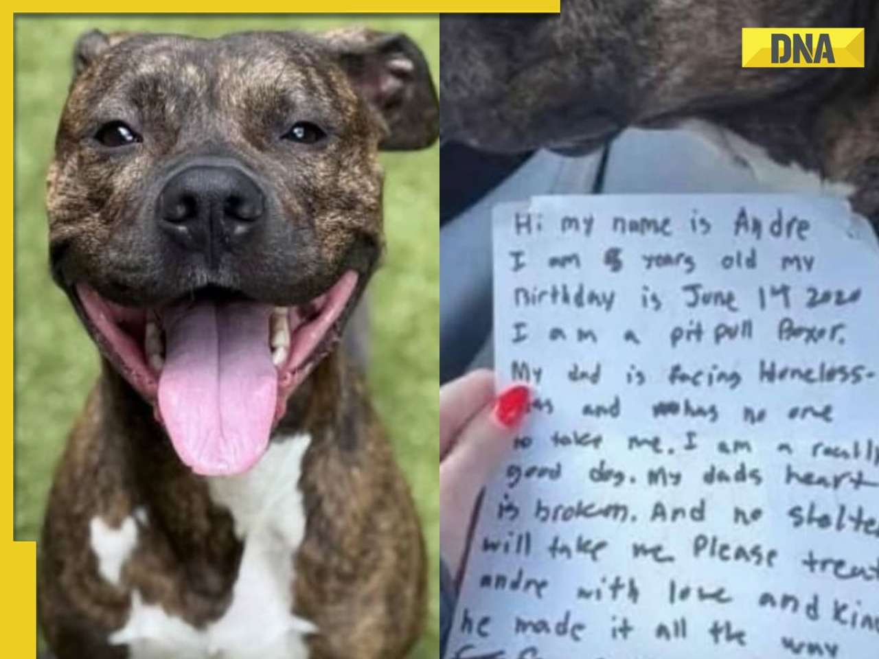 Abandoned Dog with heartbreaking note finds new loving home