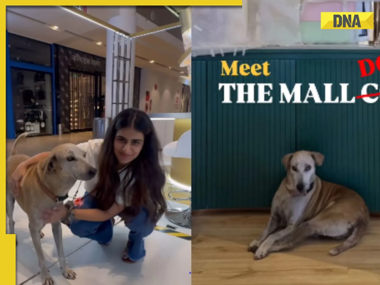 Meet Mr. Jio, dog who 'practically lives' in Mukesh Ambani's Jio World Drive mall; Watch video here