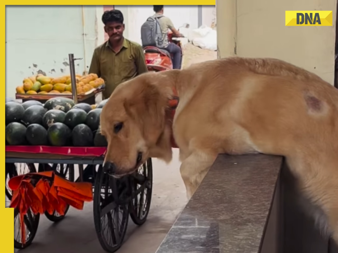 Viral video: Dog patiently waiting for a banana treat from fruit vendor is the cutest thing on the internet