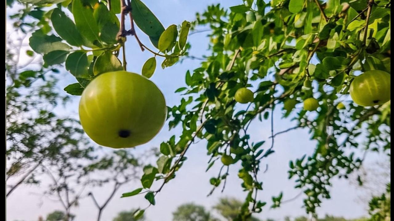आंवला जरूर खाएं