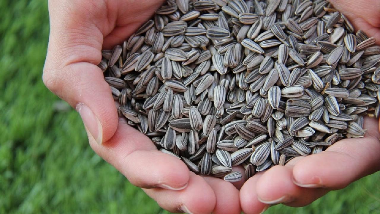 Sunflower Seeds
