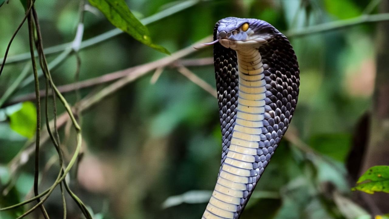 Capital Of Cobras 