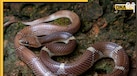 क्या होता है Indian Wolf Snake? कैसे बाकी सांपों से होता है अलग, जानें भारत में कहां-कहां पाया जाता है