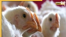Bird Flu के चलते UP के सभी चिड़ियाघर बंद, कानपुर-लखनऊ के बाद इन बड़े शहरों में अलर्ट