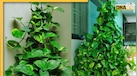 Vastu Tips For Money Plant: घर में मनी प्लांट सूखना होता है अशुभ, जानें कैसे मिलते हैं संकेत