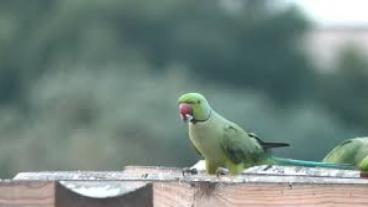 खास डाइट, रोज ताजा खाना