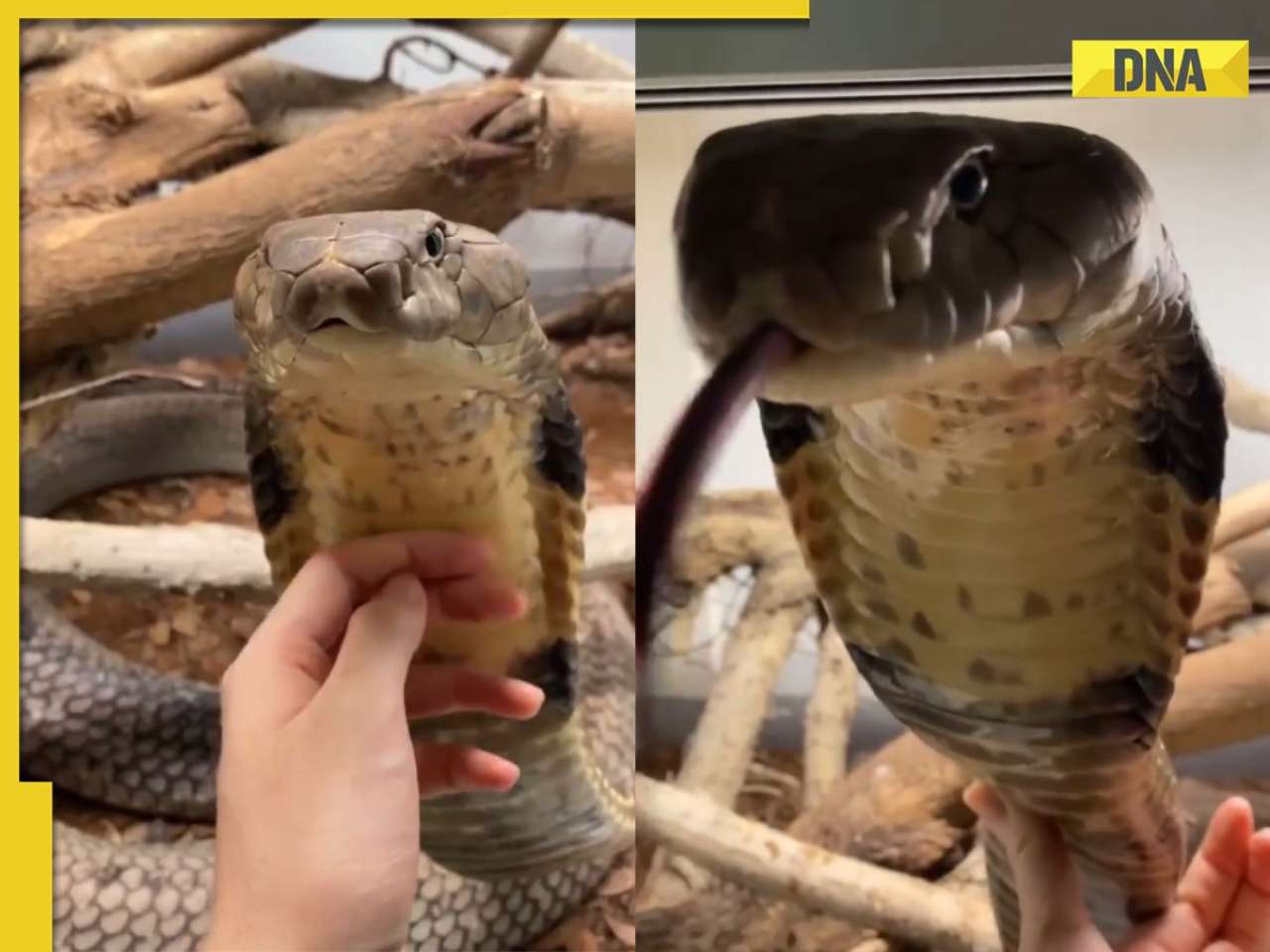 'How is he alive?': Spine-chilling video of man casually petting 'King Cobra' goes viral