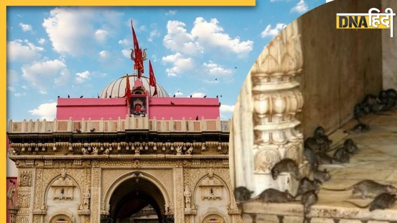 Karni Mata Mandir: ऐसा अनोखा मंदिर जहां मिलता है चूहों का खाया प्रसाद, पीएम मोदी करने वाले हैं यहां दर्शन, जाने मंदिर की विशेषता