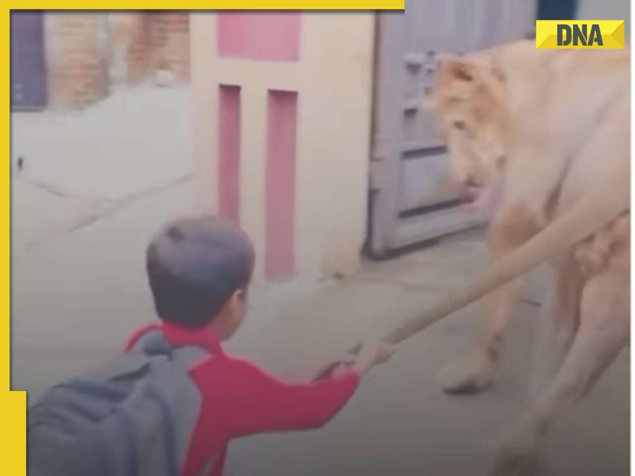 Shocking! Viral video shows little boy pulling lion's tail, netizens say 'This is not for beginners'