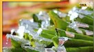 Stale Betel Leaf: कभी नहीं खाने चाहिए बासी पान, जानें इसके फायदे और नुकसान