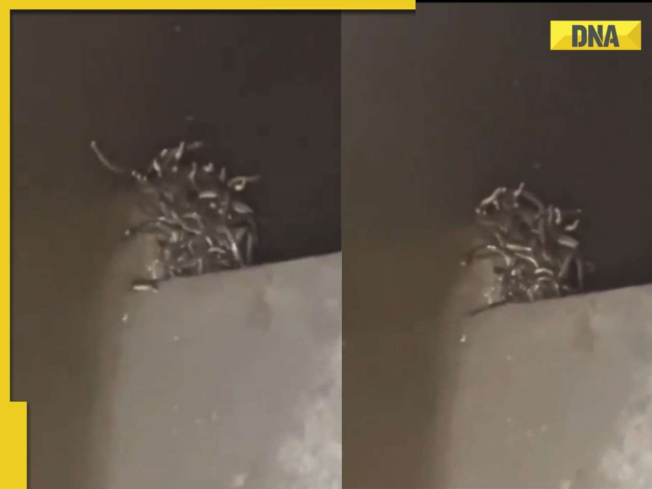 Scary! Over 70 snakes found hissing inside a toilet tank; bathroom horror goes viral