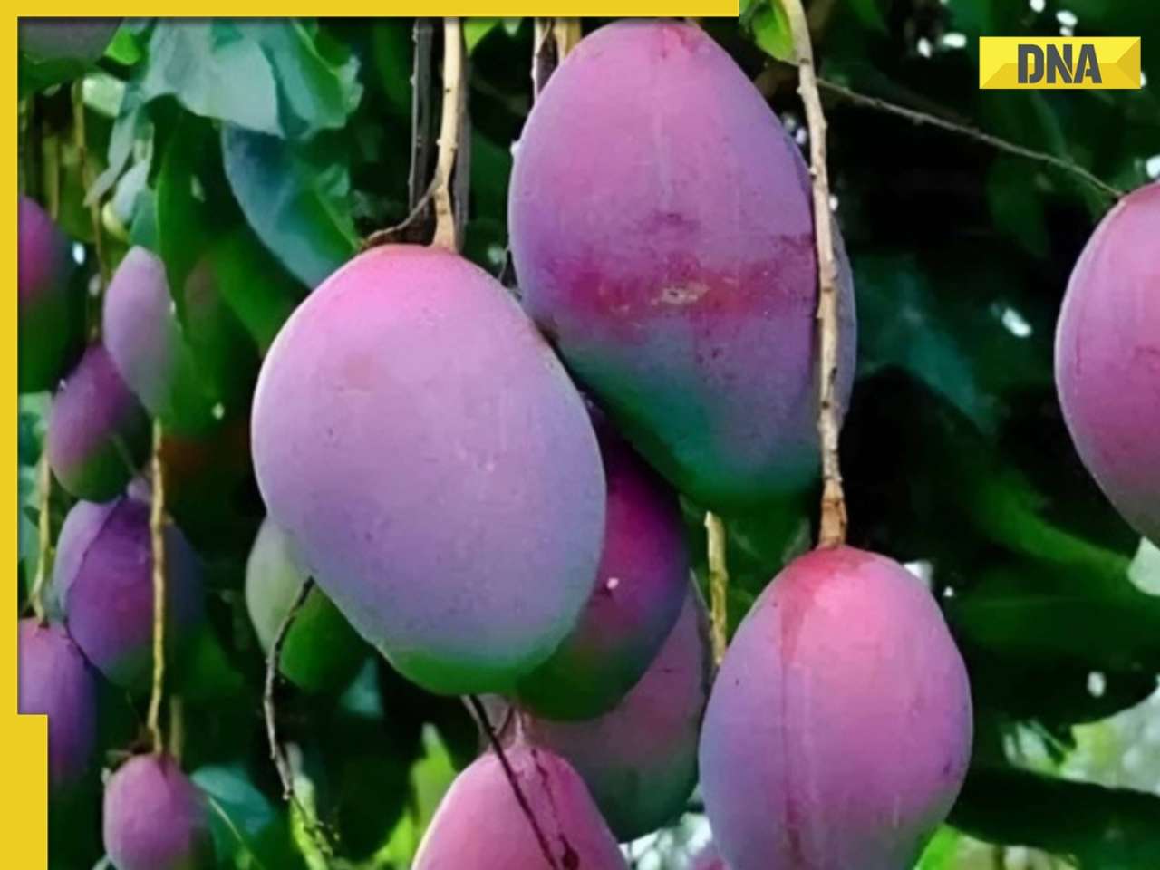 THIS is world’s most expensive mango, grown in this Indian state, cost of 1kg is..., it's name is...
