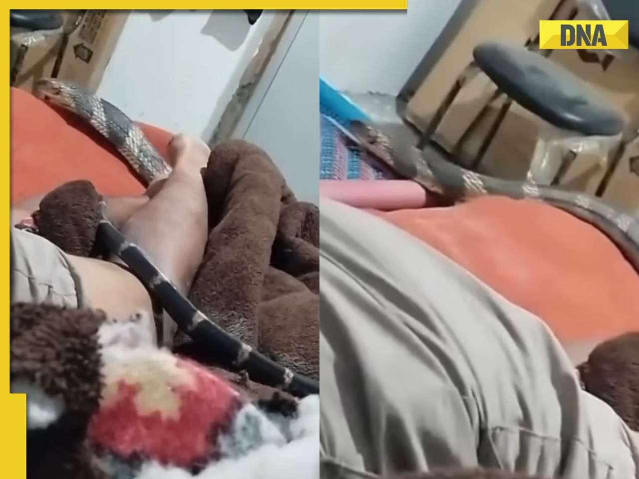 Chilling video shows king cobra slithering over sleeping man; what happened next is unbelievable