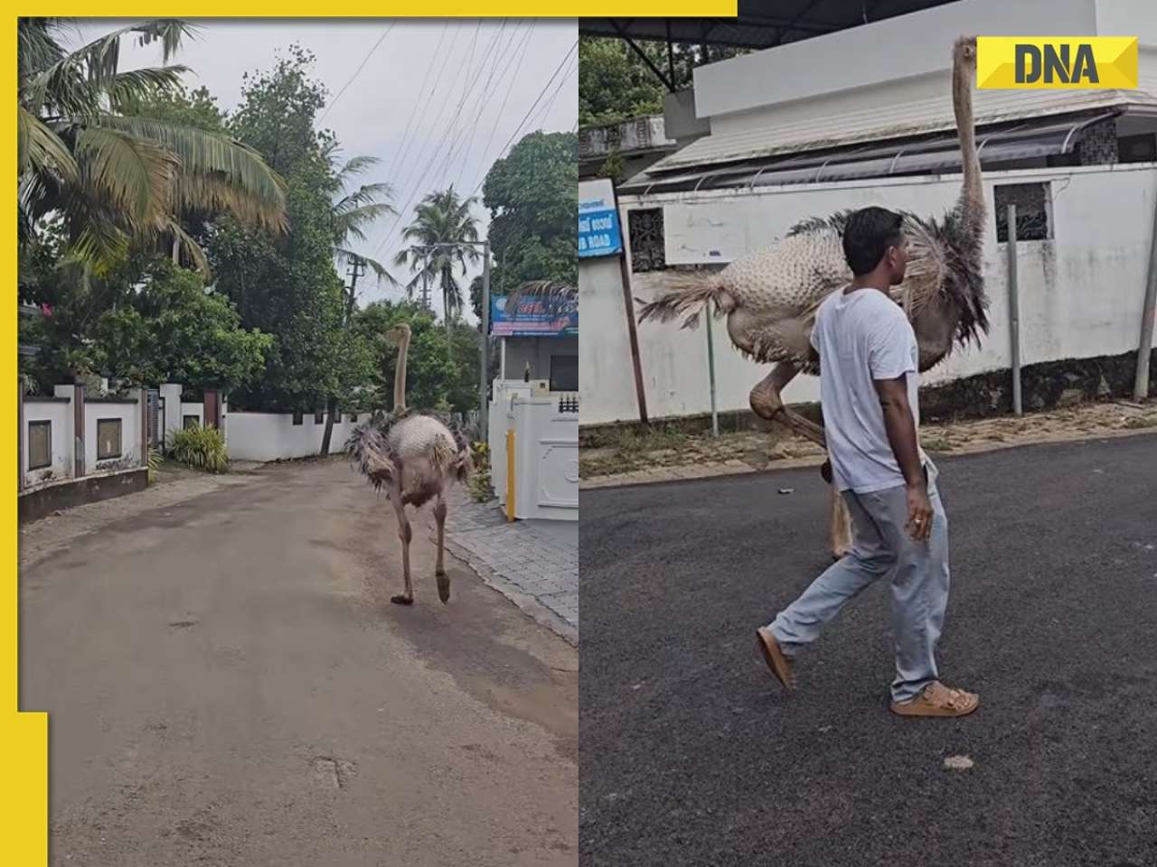Giant ostrich causally takes stroll along bustling street - no, seriously! WATCH viral video 