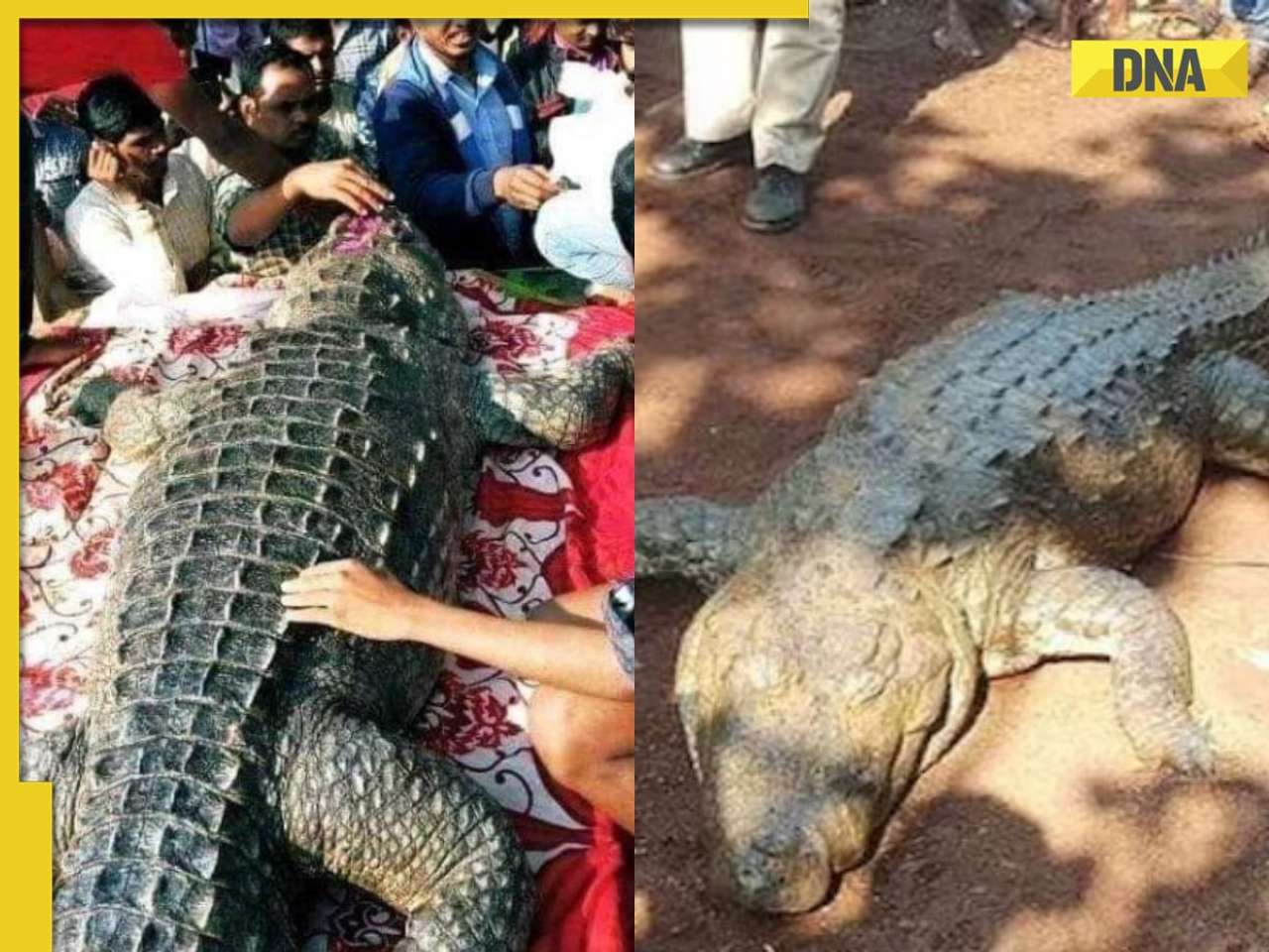 THIS village held funeral and built memorial for a 130-year-old crocodile, know why