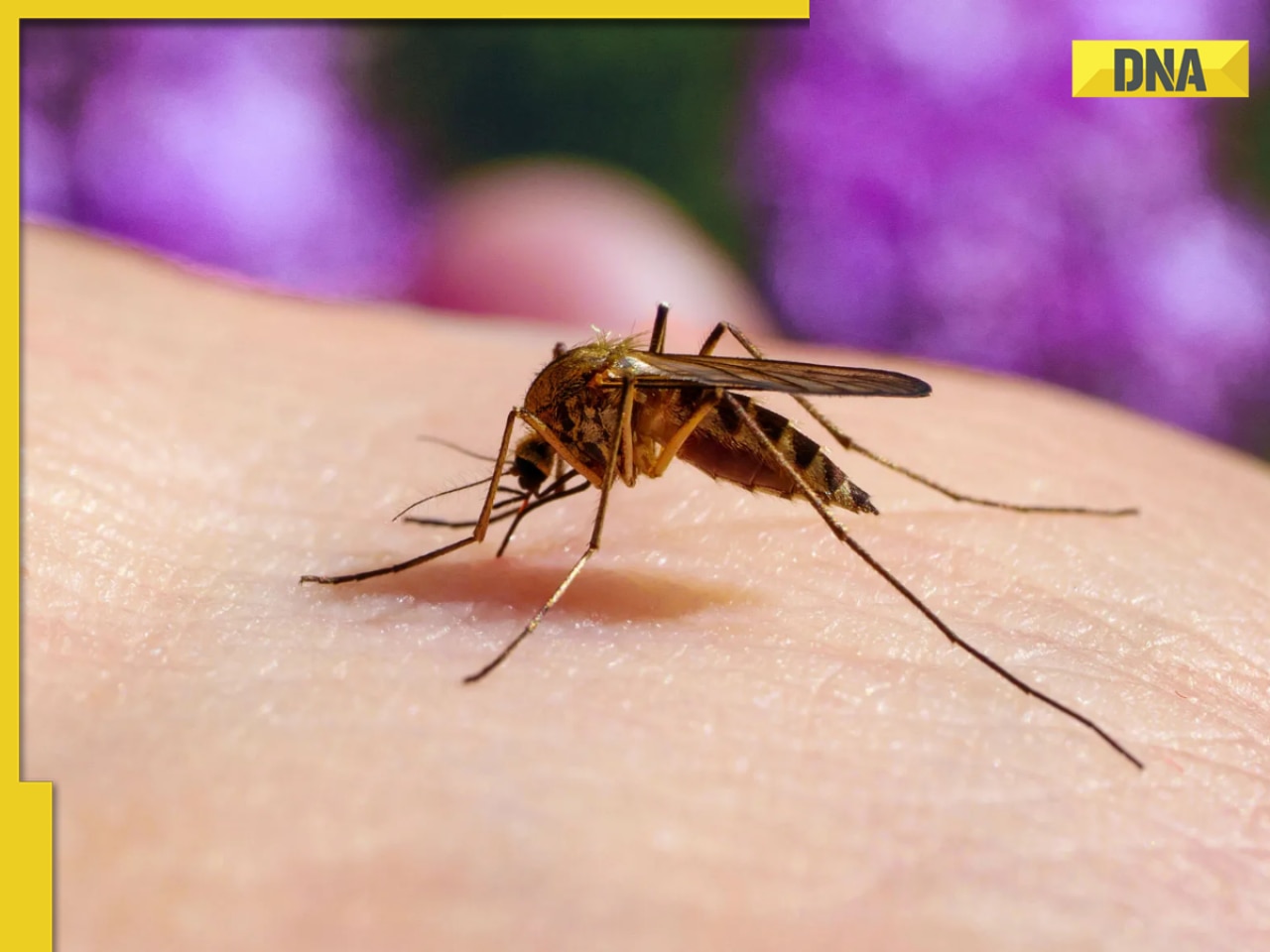 Why are mosquitoes attracted to some people more than others? Study says it's because...