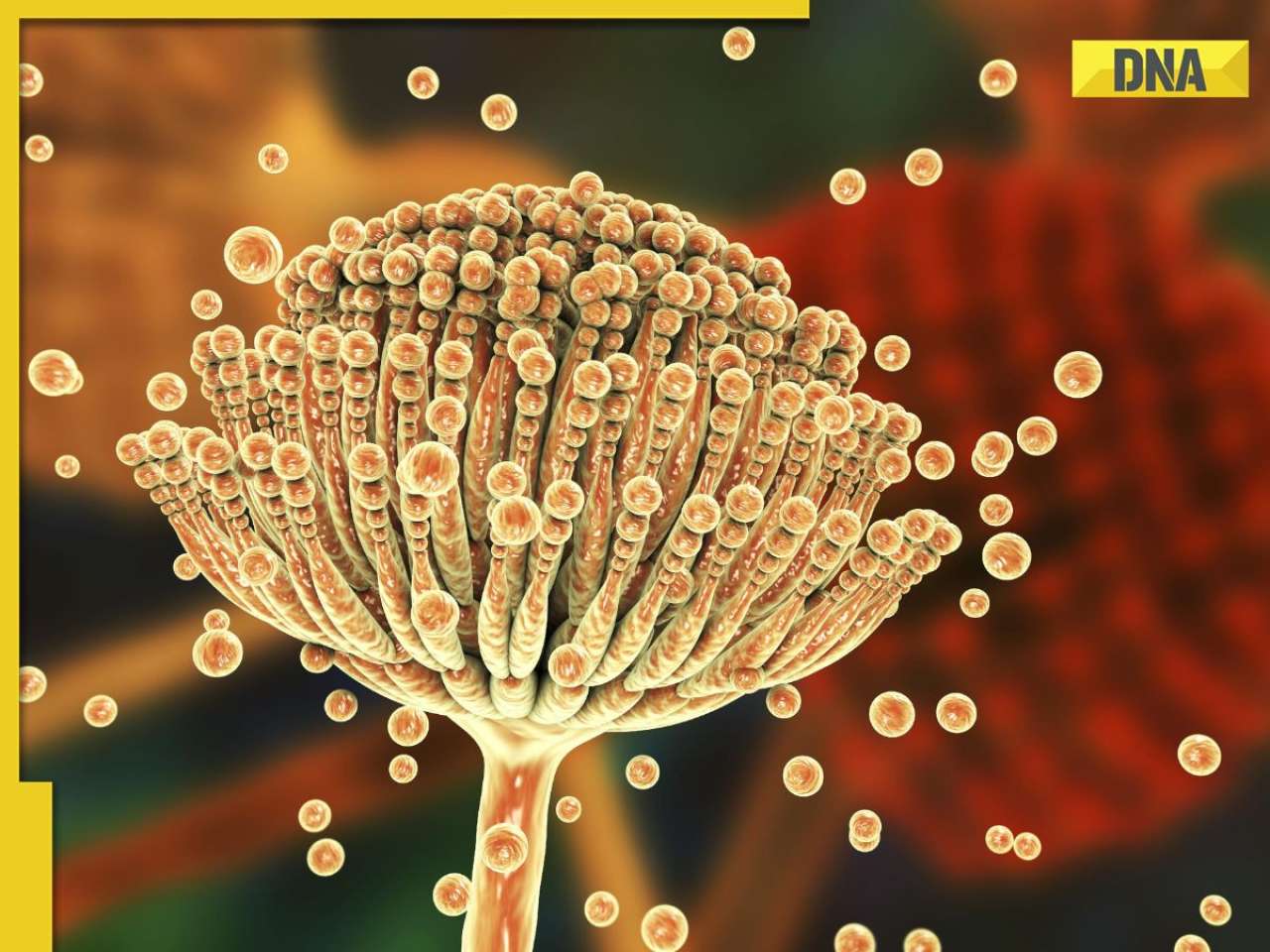 This fungi that can eat humans ‘inside out’ could spread rapidly amid climate change, here’s what we know so far