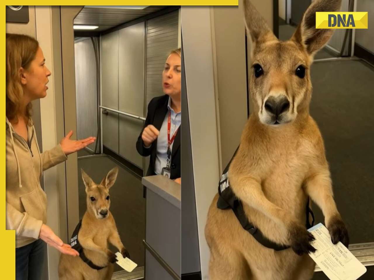 Here's the truth behind viral video showing cute kangaroo holding boarding pass at airport, WATCH 