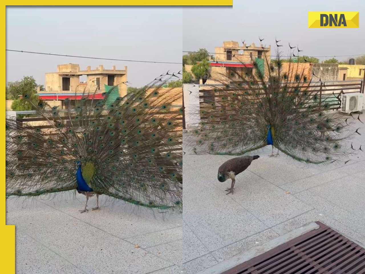 A sight to behold: Man records peacock dancing on his rooftop, netizens call him 'luckiest person on earth', WATCH viral video 