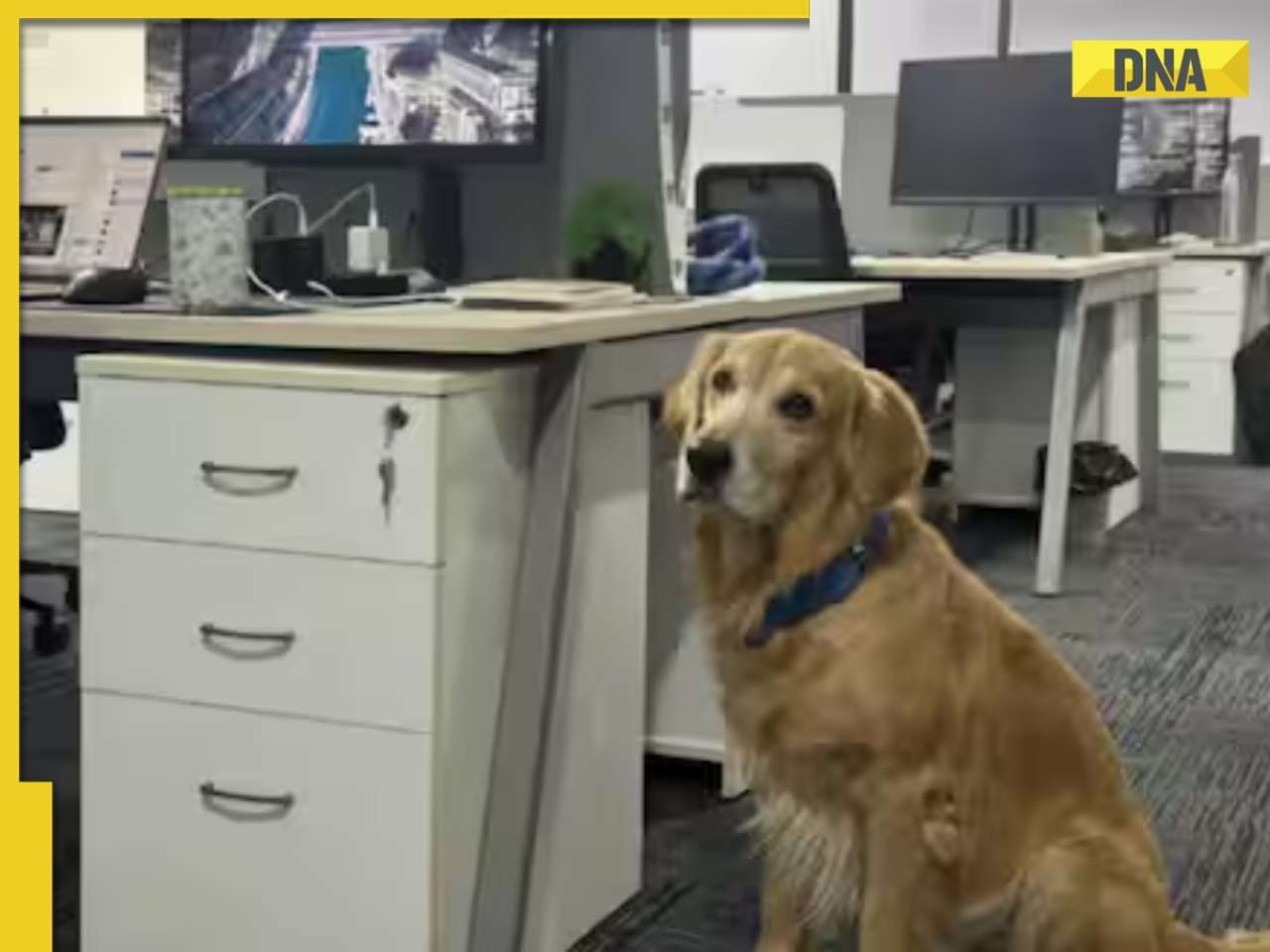 Meet fluffiest Chief Happiness Officer, who does not code, his one job is to steal hearts, leaves internet in awe