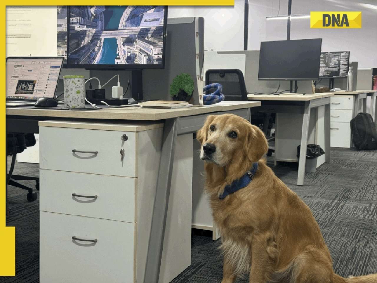 This Hyderabad-based startup hires DOG as Chief Happiness Officer, know what does CHO do, what Google, Amazon do...