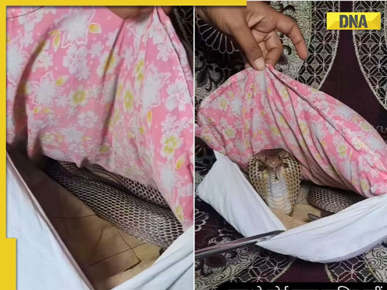 'New fear unlocked': Viral video shows king cobra hiding inside pillow, leaves internet terrified