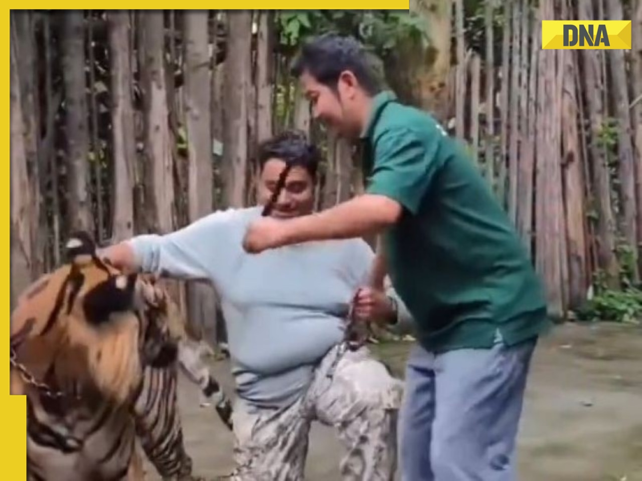Viral Video: Indian man tries to take selfie with tiger in Thailand, then THIS happens