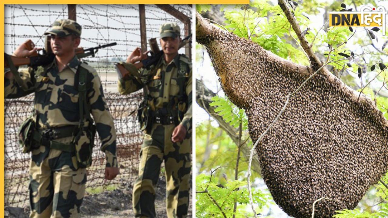 मधुमक्खियां करेंगी बॉर्डर की सुरक्षा? बांग्लादेश बॉर्डर पर बड़ी संख्या में bees की तैनाती क्यों कर रहा BSF