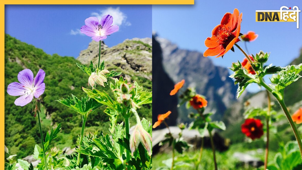 भारत में कहां है Valley of Flowers? हर 15 दिन में बदलती है रंग, बेहद खूबसूरत है यहां का नजारा