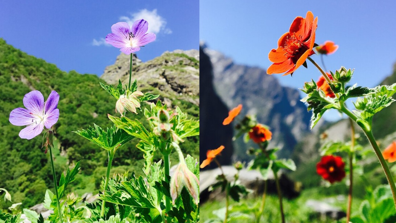 उत्तराखंड में है फूलों की घाटी