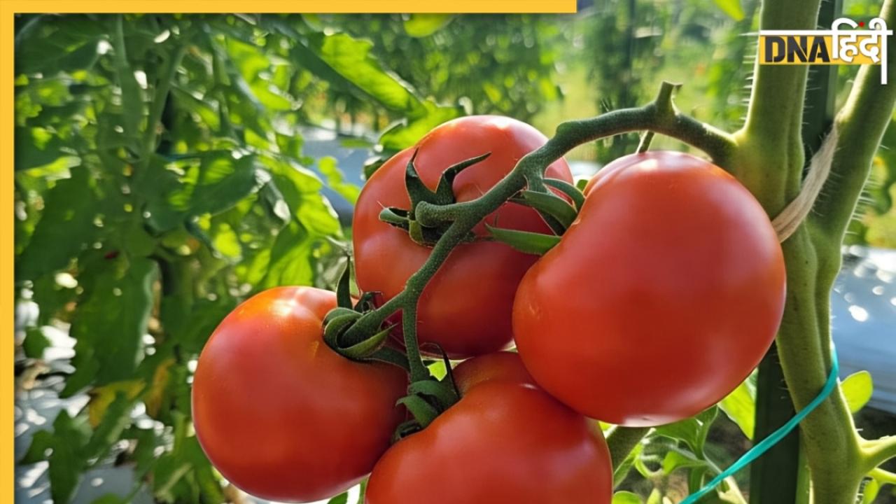 टमाटर फल है या सब्जी? जब 'सुप्रीम कोर्ट' पहुंच गया था मामला, जानें पूरा किस्सा