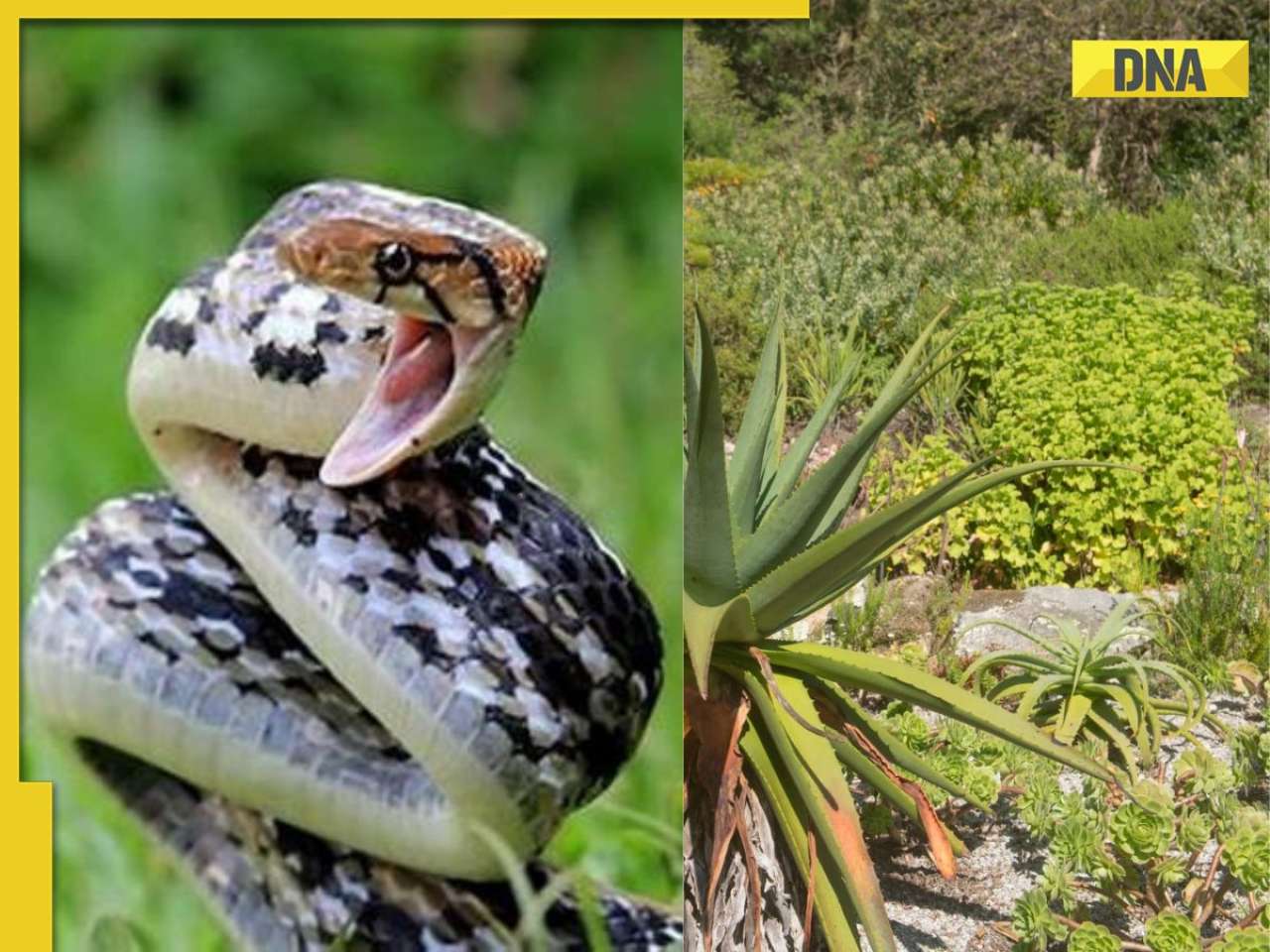 Experts claim this plant contains ayurvedic remedy, can eliminate snake poison in just... 