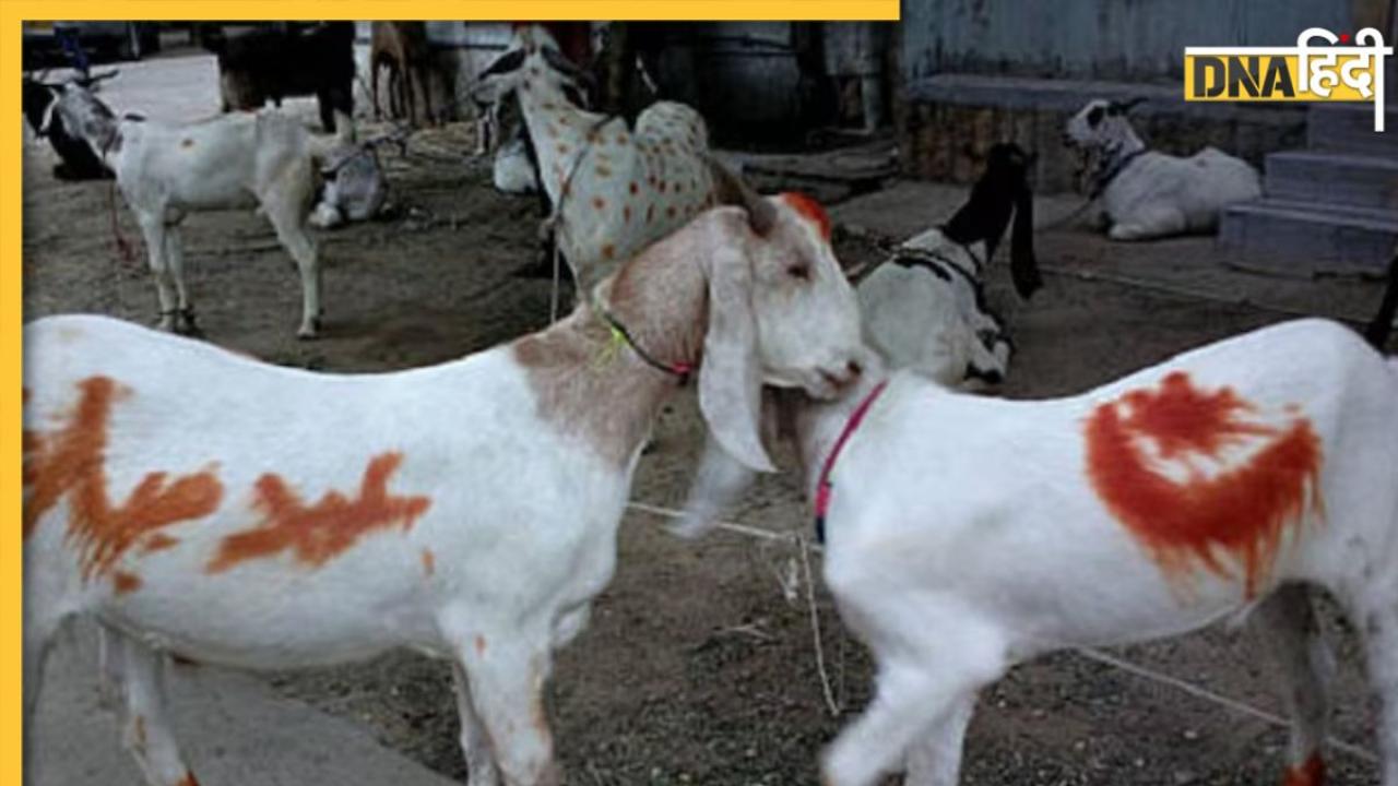 जज साहब... बकरे की कुर्बानी के लिए जगह दिला दीजिए, बकरीद से पहले हाईकोर्ट में गुहार, जानिए क्या है मामला
