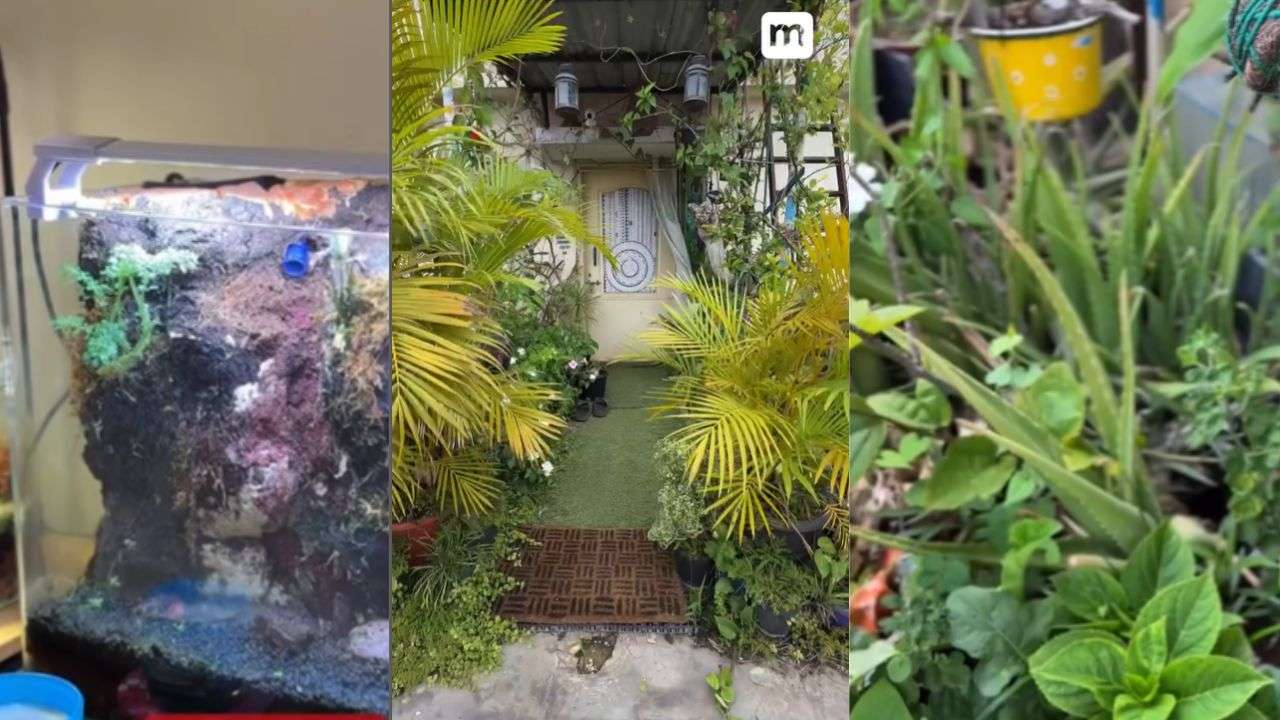 Photo inspiration: Urban Jungle In Bangalore Tenant Turns 1Bhk Penthouse Into Green Photo Inspiration