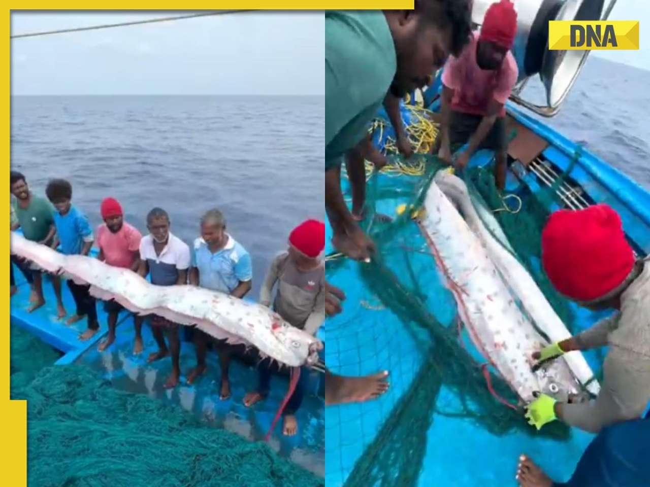 Rare 30-foot long 'doomsday fish' found on shores of Tamil Nadu: Is it a sign of upcoming disaster? Know here