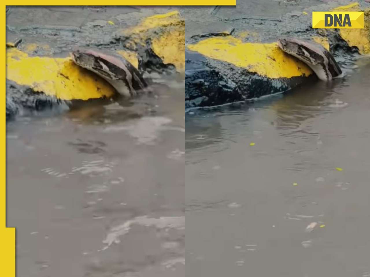 Viral video shows giant python swimming through flooded streets, shocked netizens say, 'Poor thing looks traumatized', WATCH 