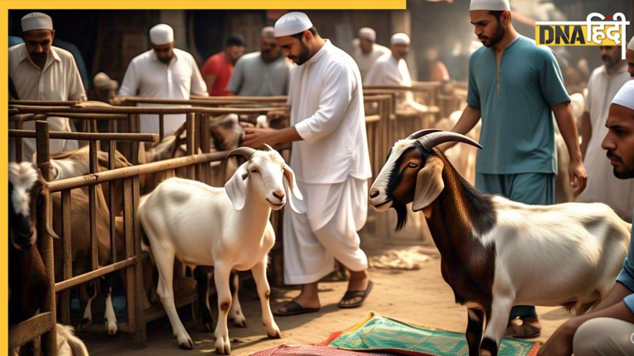 Bakrid Goat Qurbani: बकरीद पर कुर्बानी से पहले बकरे के दांत क्यों गिने जाते हैं? क्या है इसके पीछे की वजह?