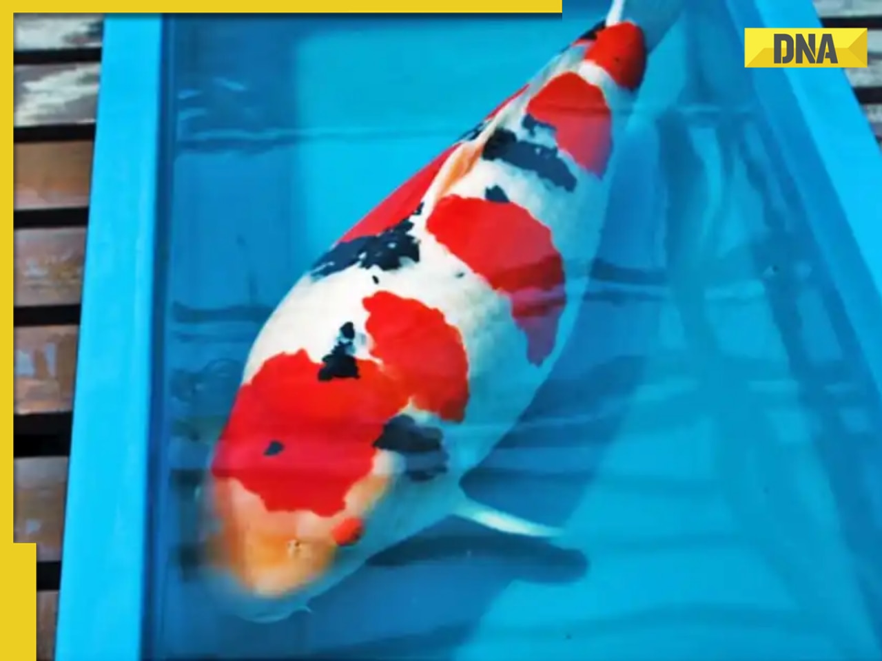 This is world's most expensive Koi fish, sold for over Rs..., it could lay these many eggs per season, it is found in...