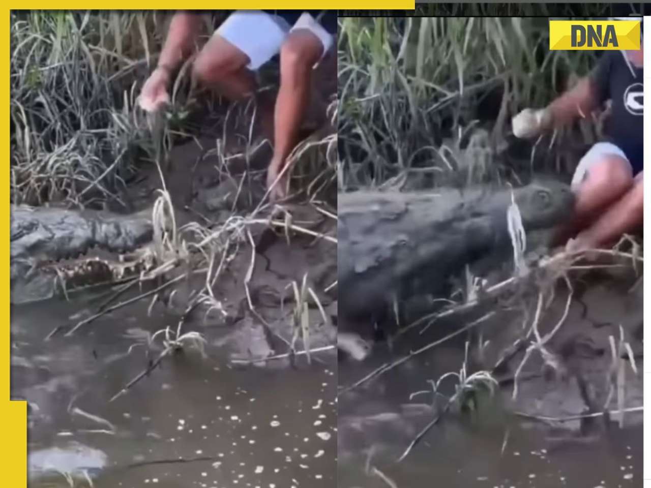 'Had a heart attack': Viral video shows man’s risky close call with giant crocodile