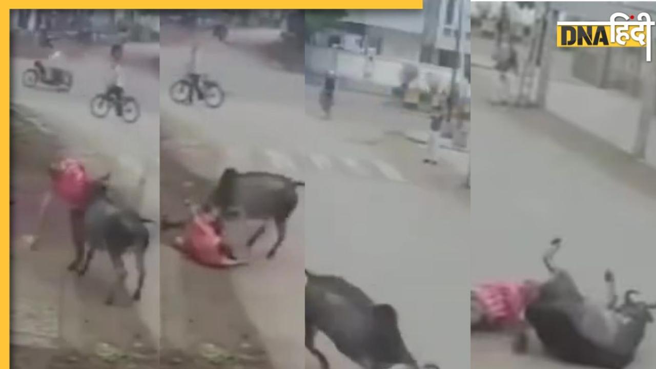 Shocking Video: सींग पर उठाया, पटककर मारा, दिल्ली में आवारा सांड की हरकत का वीडियो कंपकंपा देगा