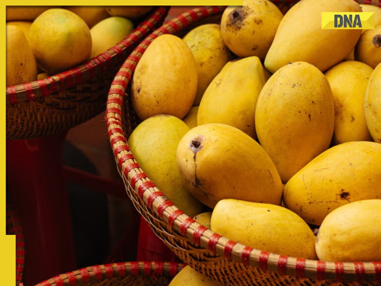 Newly developed variety of mango named after THIS Union Minister in PM Modi's government, he is...