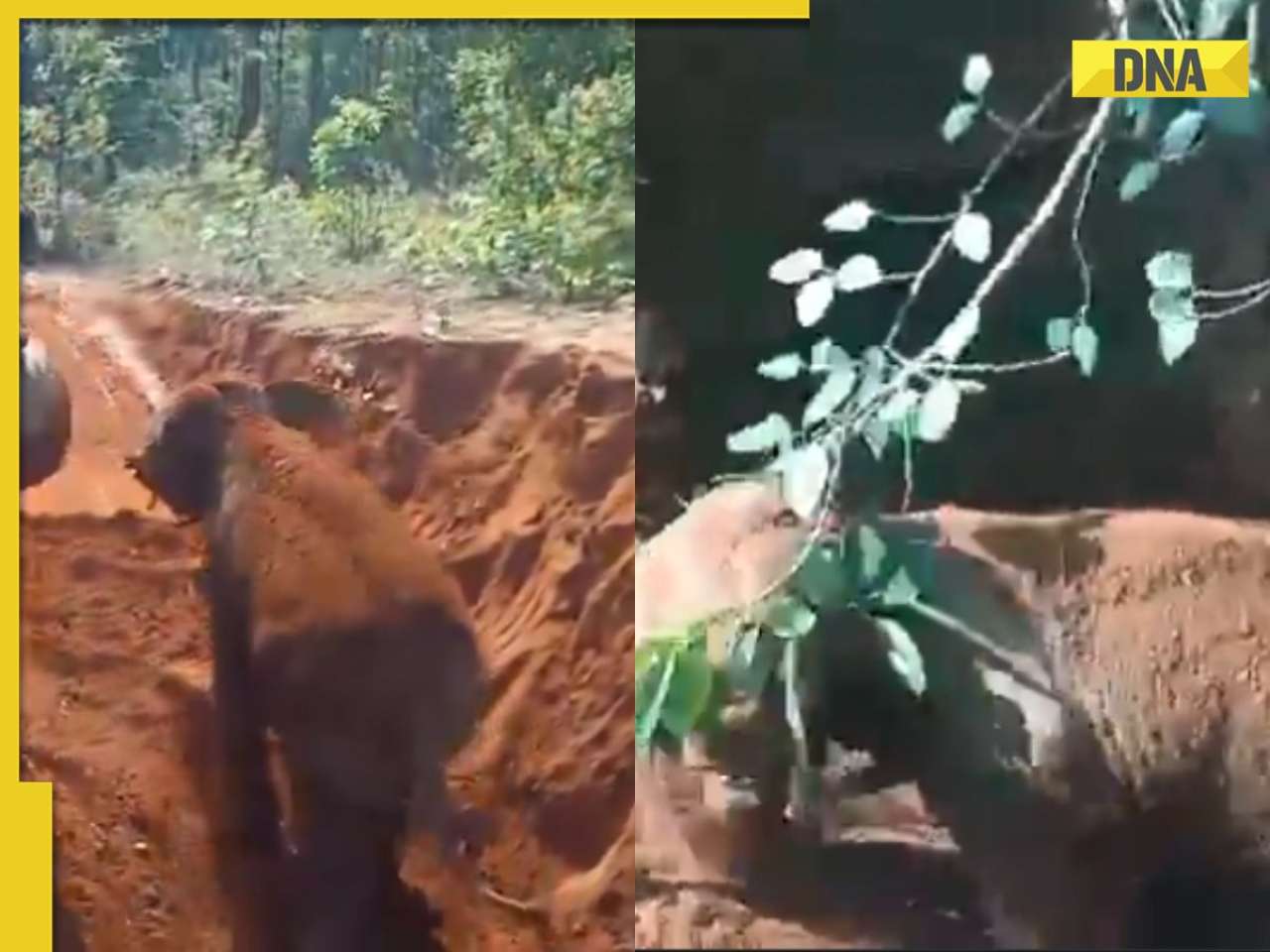 'This is true gratitude': Viral video shows baby elephant thanking rescuers after being pulled from mud