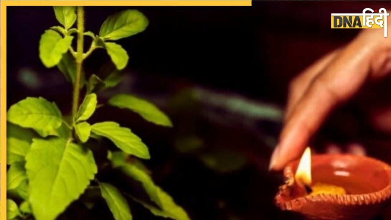 Holy Basil: तुलसी के पत्ते का एक टोटका चमका देगा आपकी किस्मत, गुप्त तरीके से करना होगा उपाय