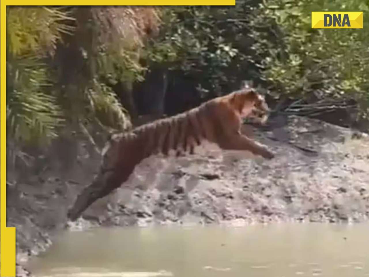 'Simply majestic': Viral video shows tiger making massive leap across stream in Sundarbans