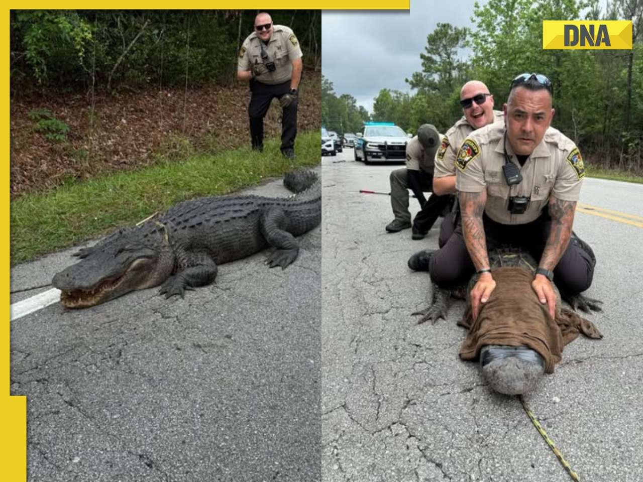 Viral Video: Giant alligator spotted lounging by roadside, later 'detained' by cops for 'being a dinosaur without proper papers’, WATCH 