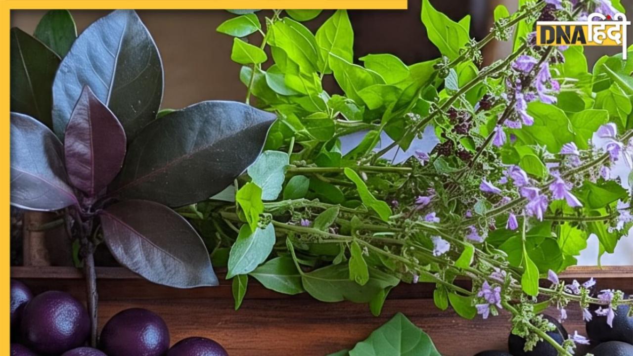 Blood Sugar हो रहेगा नॉर्मल, बस डाइट में शामिल कर लें ये 4 मेडिसिनल पत्तियां