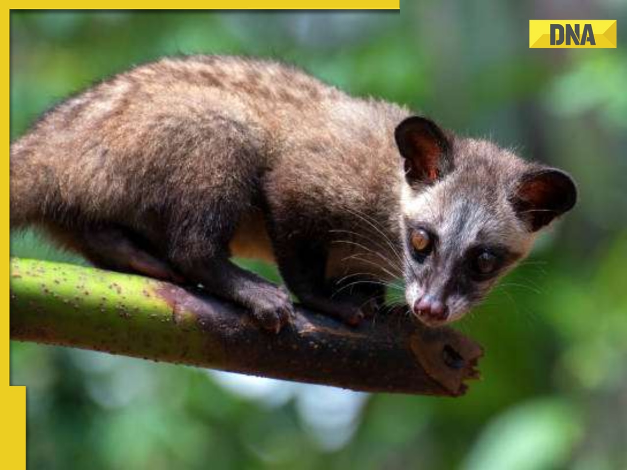 Bride in this country gets 100 civet cats as dowry; they are used to make...; priced at whopping Rs...